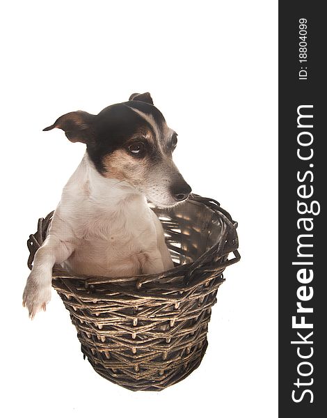 Jack russel dog in basket of reed on white background