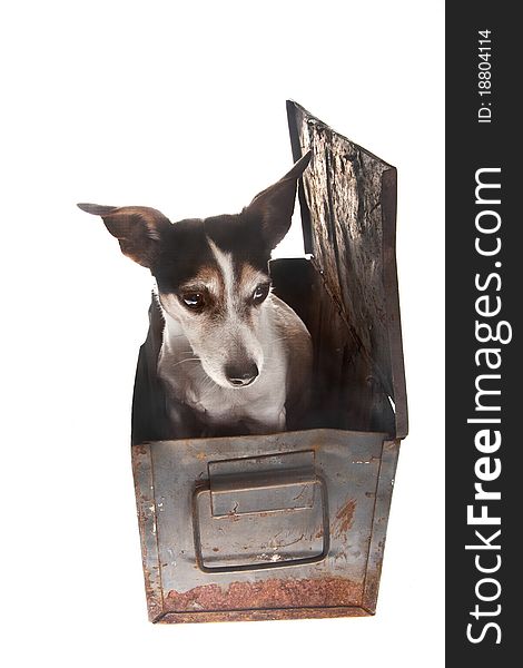 Young jack russel dog in rusty container. Young jack russel dog in rusty container