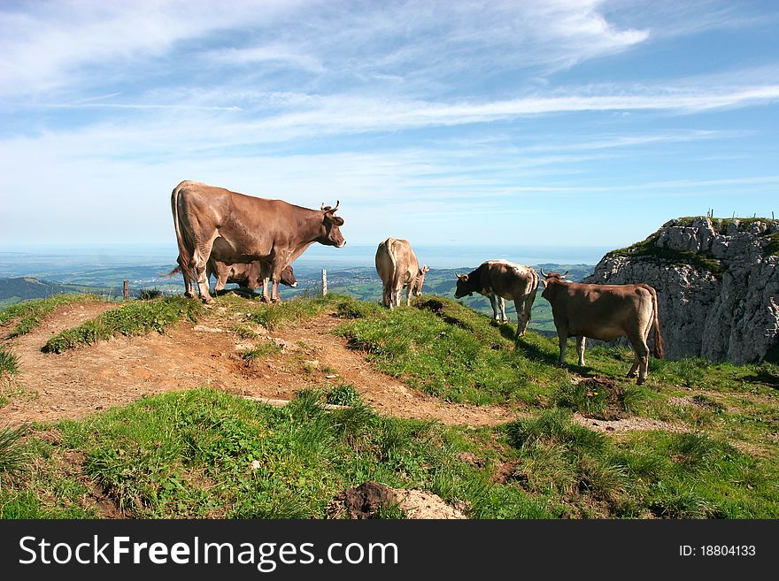 Cows and the Swiss mountains