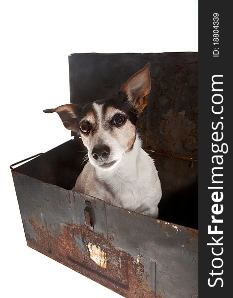 Little jack russel in metal container on white background. Little jack russel in metal container on white background