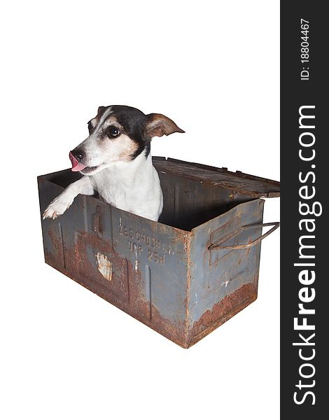 Jack russel dog in container of steel