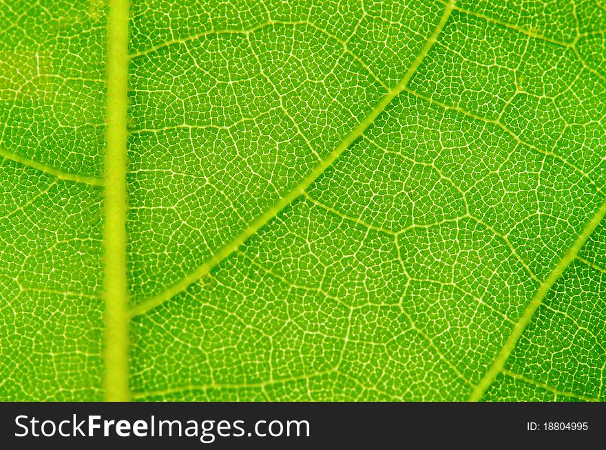 Texture of a green leaf as background. Texture of a green leaf as background