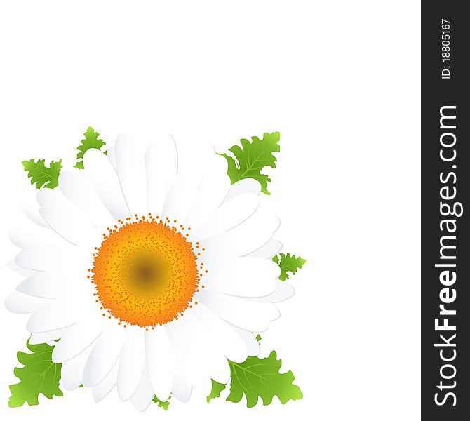 Camomile, Isolated On Black Background, Vector Illustration