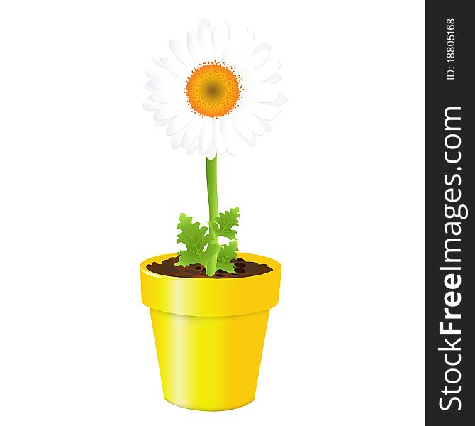 Camomile In Pot, Isolated On Black Background, Vector Illustration