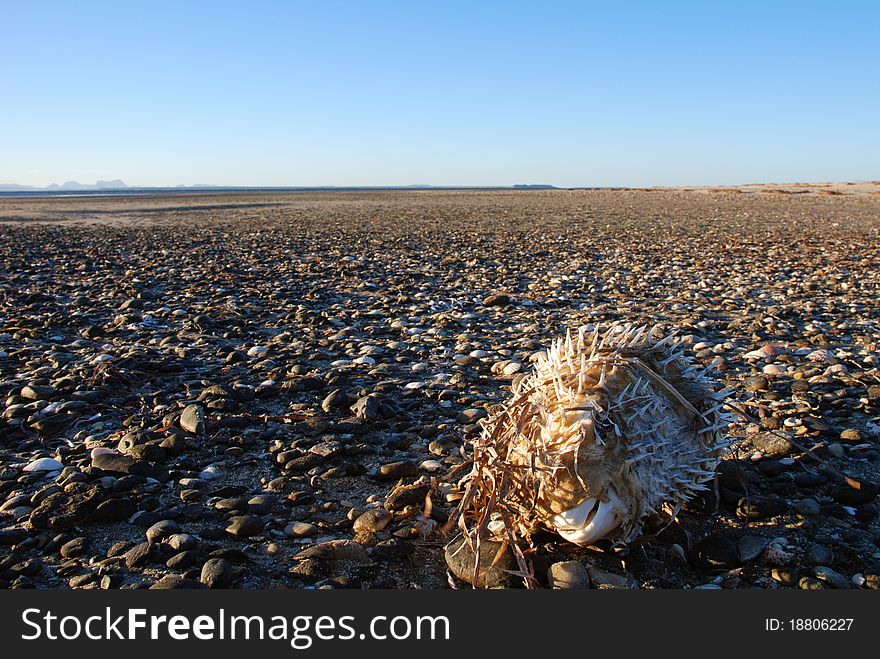 Dead puffer fish, low tide, Baja California Sur, Mexico. Dead puffer fish, low tide, Baja California Sur, Mexico