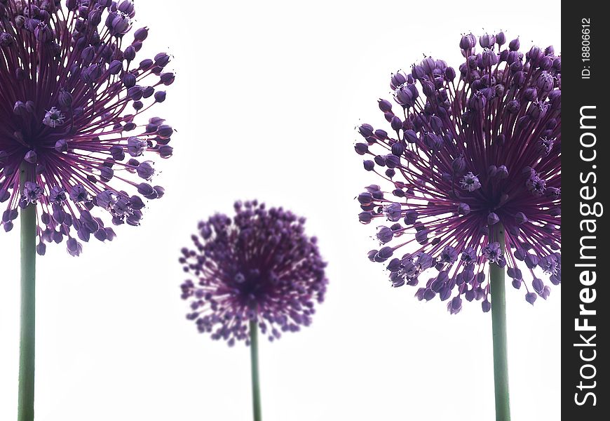 Allium Giganteum with white backgroubd