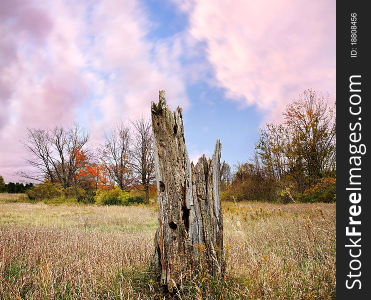 Meadow And Old Stump In Autumn, Near Point Betsie Michigan, USA