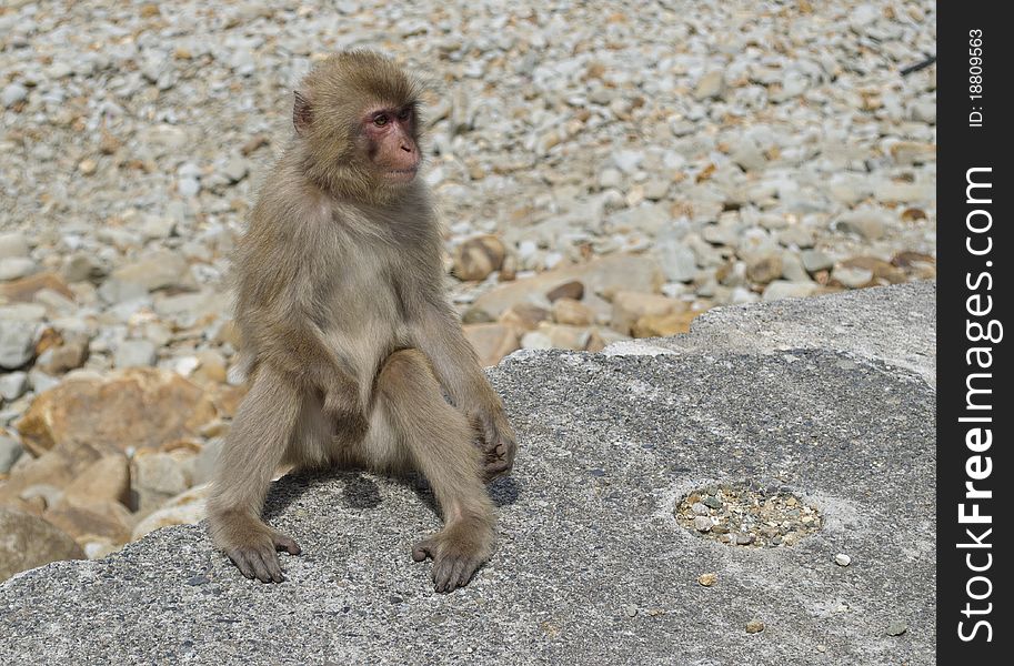 Japanese Macaque sitting on ground in Monkey Park.