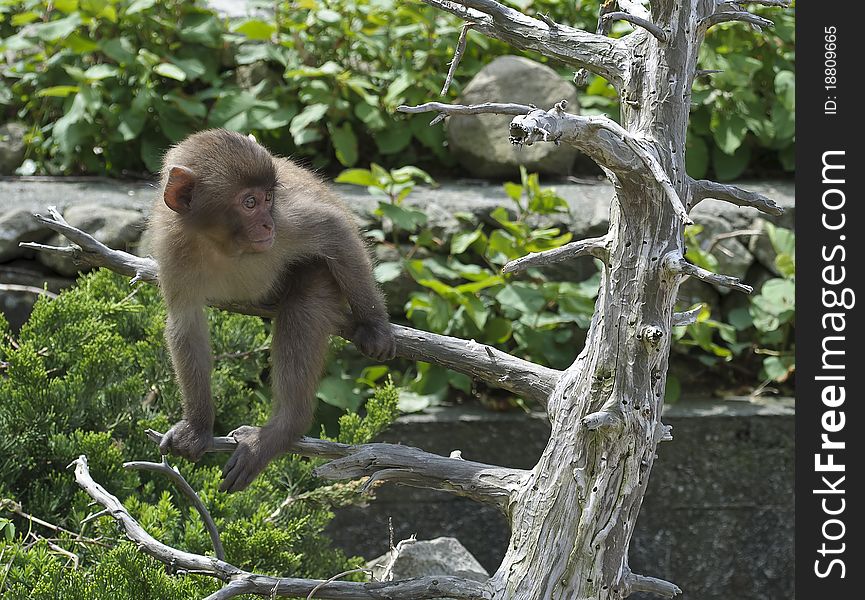 Japanese Macaque baby sitting on the tree in Monkey Park.