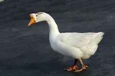 Goose Stock Photos Goose Stock Photos