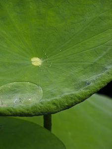 Drops Of Water On A Lotus Leaf Royalty Free Stock Photo