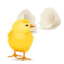 Small Yellow Chicken Royalty Free Stock Images