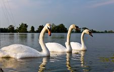White Swans Stock Photos White Swans Stock Photos