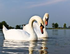 White Swans Royalty Free Stock Images White Swans Royalty Free Stock Images