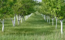 Spring Orchard Stock Images Spring Orchard Stock Images