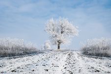 Winter Trees Stock Photo Winter Trees Stock Photo