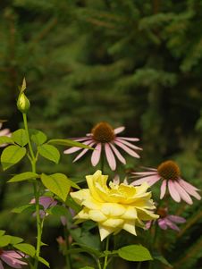 Roses And Echinacea Stock Images Roses And Echinacea Stock Images