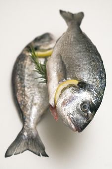 Two Fresh Dorado Fish Stock Image