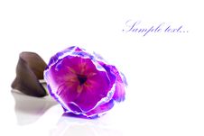 Violet Tulip Isolated Stock Photography Violet Tulip Isolated Stock Photography