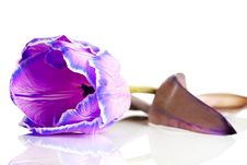 Violet Tulip Isolated Royalty Free Stock Image Violet Tulip Isolated Royalty Free Stock Image