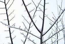 Branches In The Winter Royalty Free Stock Photography Branches In The Winter Royalty Free Stock Photography