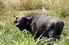 Cape Buffalo And Egret Royalty Free Stock Photography Cape Buffalo And Egret Royalty Free Stock Photography