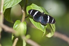 Heliconius Sara Butterfly Royalty Free Stock Images Heliconius Sara Butterfly Royalty Free Stock Images