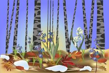 First Flowers In Spring Forest Illustration Royalty Free Stock Photo First Flowers In Spring Forest Illustration Royalty Free Stock Photo