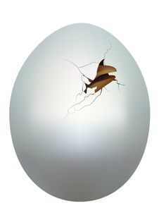 White Eggs. Stock Photography White Eggs. Stock Photography