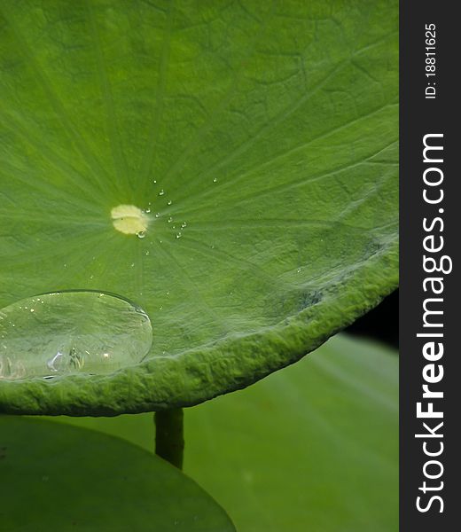 Drops of water on a lotus leaf's interesting.