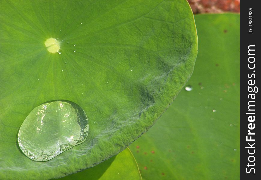 Drops Of Water On A Lotus Leaf