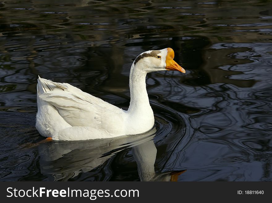 A white goose is swimming