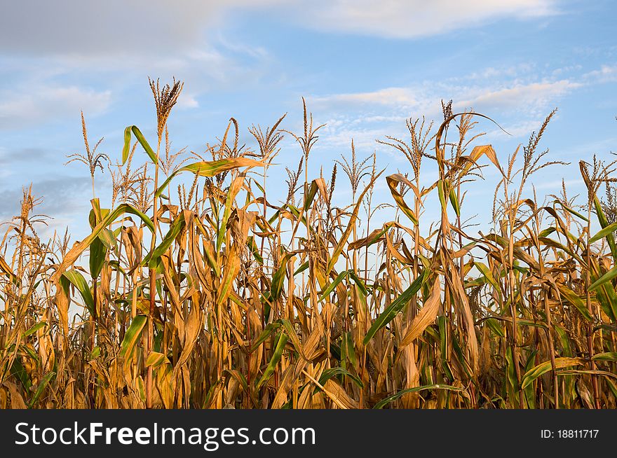 Autumn field of corn in evening light. Autumn field of corn in evening light