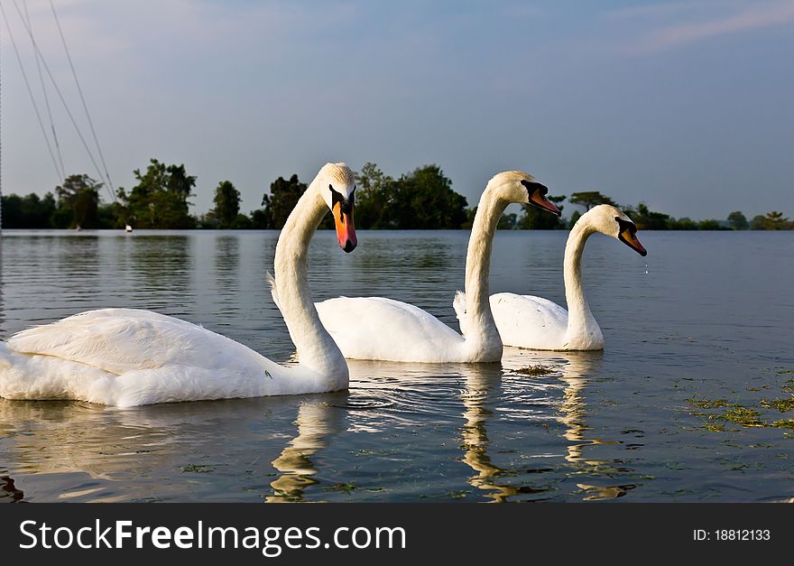 A pair of white swans swimming in a natural outdoor setting.