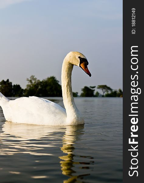 White swan in a lake at evening.