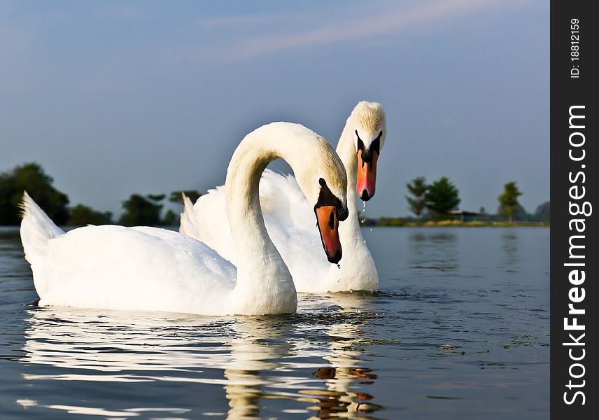 A pair of white swans swimming in a natural outdoor setting.