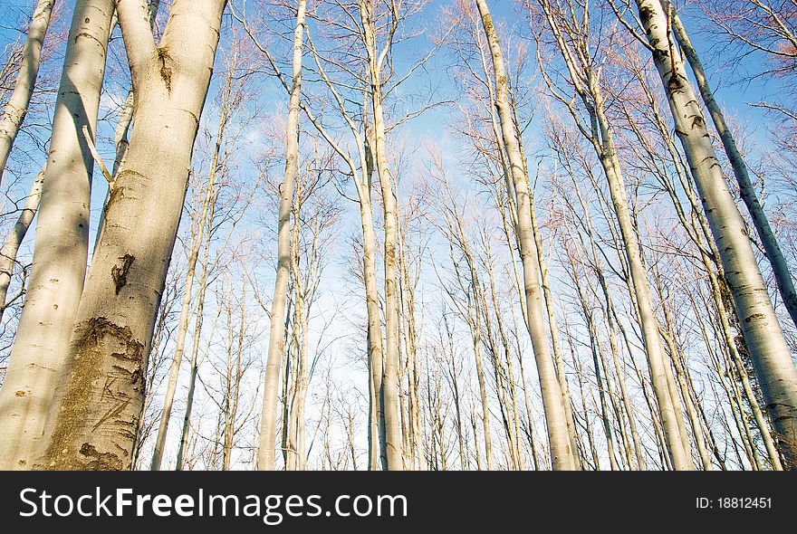 Beech trees and blue sky as background. Beech trees and blue sky as background