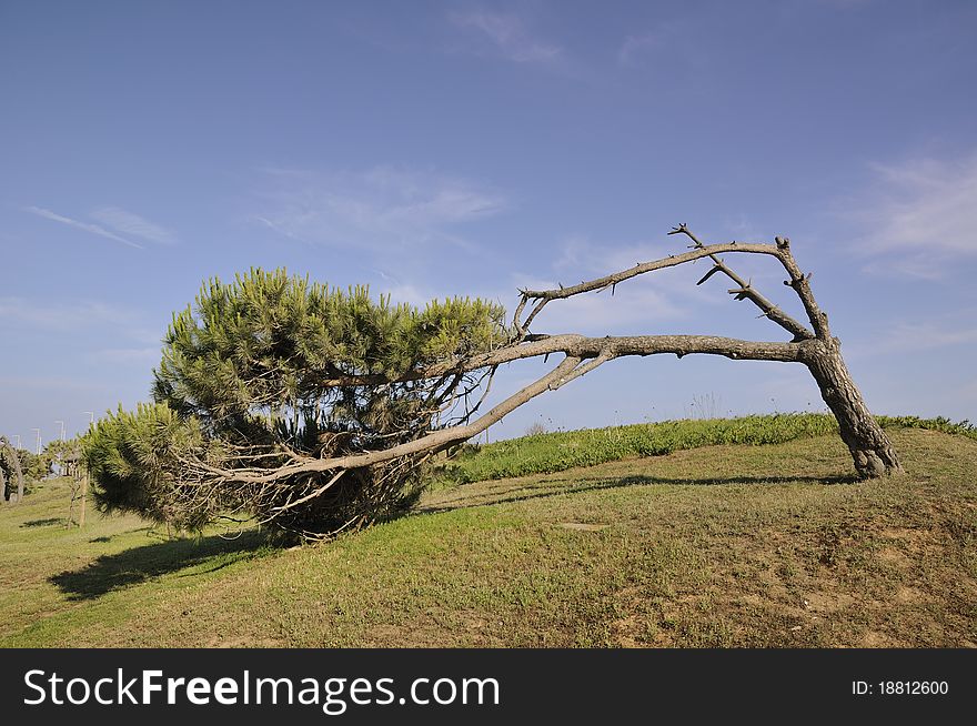 Scenic pine tree bent over ground by windy weather in seaside area