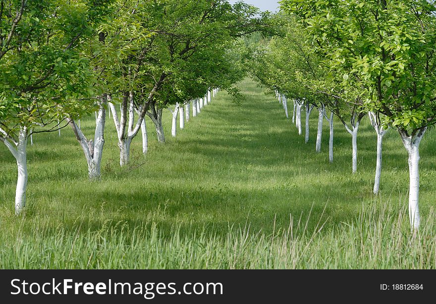 Rows of plum trees during. Rows of plum trees during