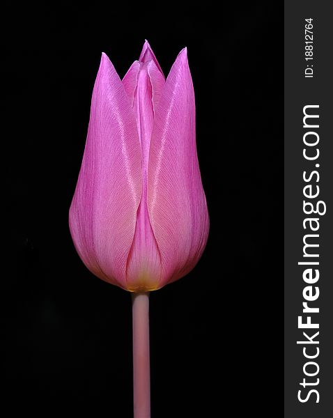 Pink tulip at a black background