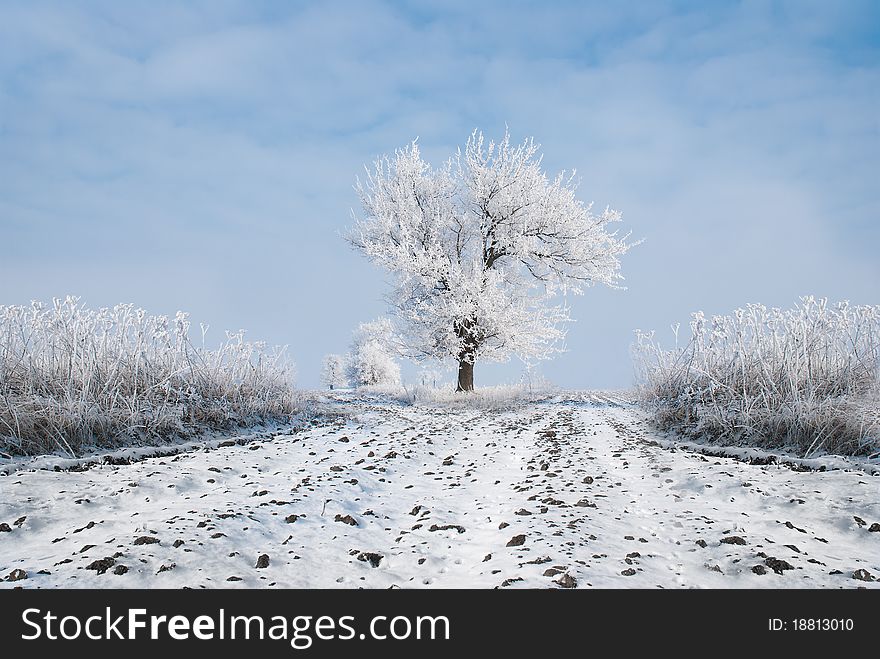 Frozen tree on winter field. Frozen tree on winter field