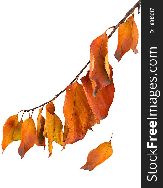 Isolated branch with orange and yellow sad autumn leaves