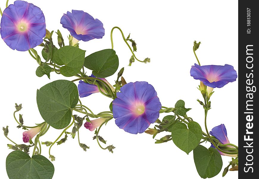 Close up isolated picture of flowering ipomea