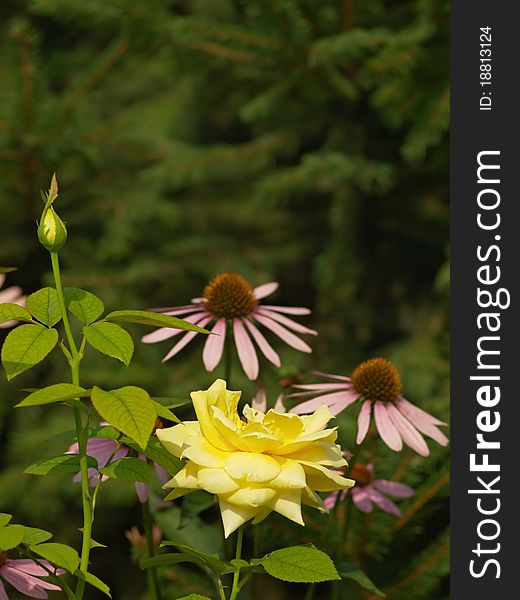 Blossoming yellow rose and rose bud and echinacea flowers on green fir-tree background. Blossoming yellow rose and rose bud and echinacea flowers on green fir-tree background