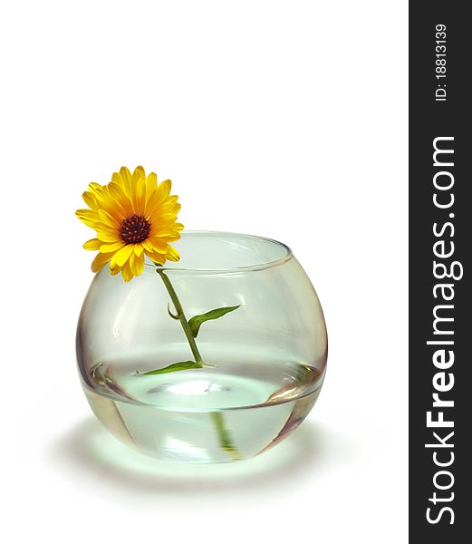 Small calendula flower in the minimalistic glass vase. Small calendula flower in the minimalistic glass vase