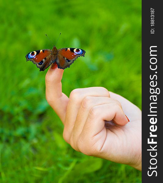 Butterfly sitting on finger, selective focus