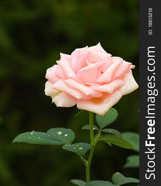 Mild pink rose covered with dew in the garden