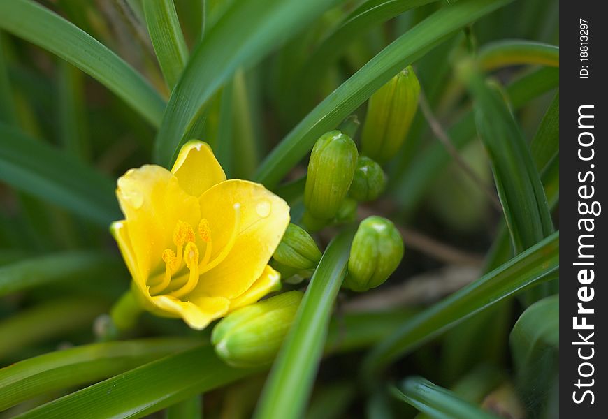 Rare exotic blossoming dwarfish hemerocallis in the live nature close-up