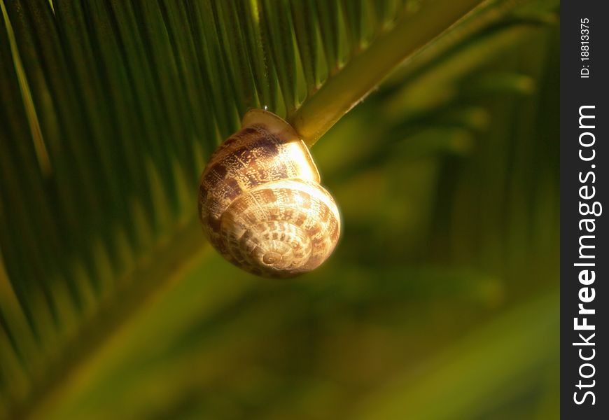 Snail hiding from sun under the fern leaf. Snail hiding from sun under the fern leaf