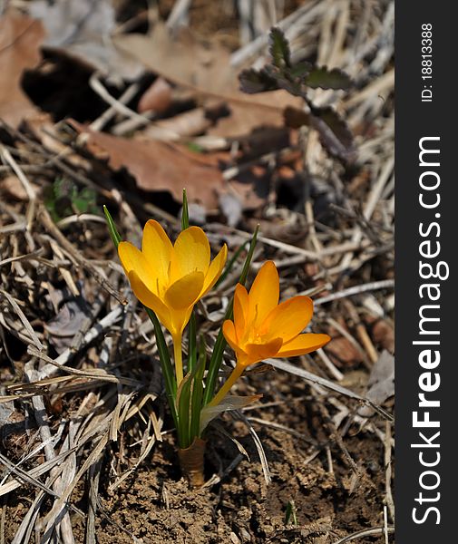 Yellow spring flower close-up – wild botanical Crocus flavus species. Yellow spring flower close-up – wild botanical Crocus flavus species